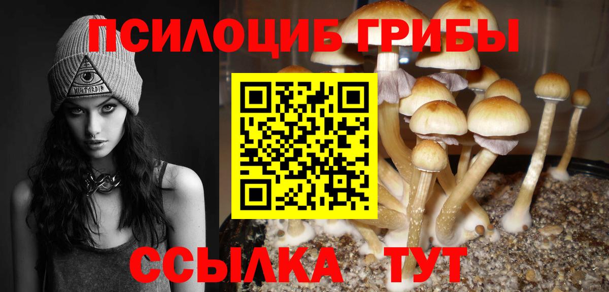 Галлюциногенные грибы Psilocybe Новоалександровск